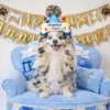 Chien debout sur fauteuil d’anniversaire bleu avec chapeau Happy Birthday et banderole Joyeux Anniversaire