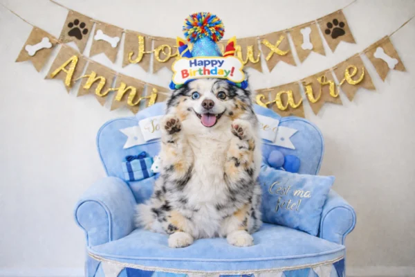 Chien debout sur fauteuil d’anniversaire bleu avec chapeau Happy Birthday et banderole Joyeux Anniversaire