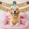 Labrador allongé sur fauteuil d’anniversaire rose avec chapeau Happy Birthday et décoration Joyeux Anniversaire