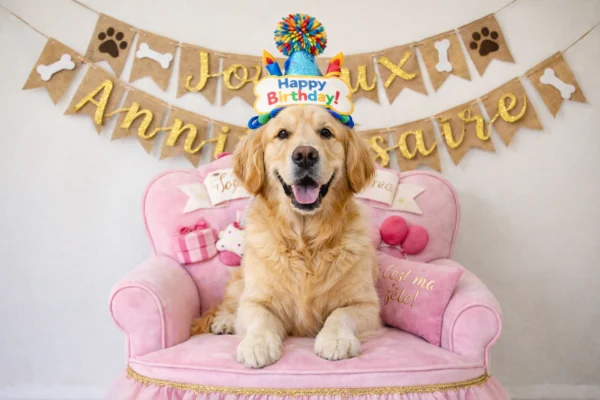 Labrador allongé sur fauteuil d’anniversaire rose avec chapeau Happy Birthday et décoration Joyeux Anniversaire