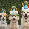 Trois chiens portant un chapeau anniversaire coloré avec inscription Joyeux anniversaire en tailles S M et L